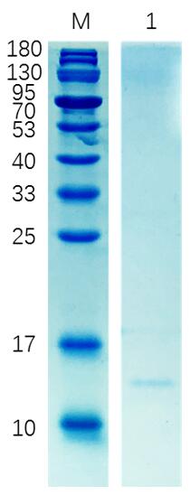 12% reducing SDS-PAGE analysis of purified B7 (approximately 0.5 mg protein loaded).